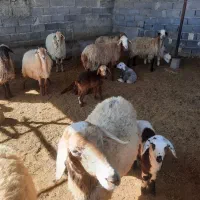 گوسفند داشتی