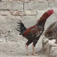 فروش فوری خروس دورگه لاری