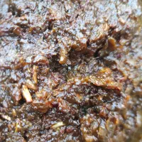 کشمش آفتابی بیدانه|خوردنی و آشامیدنی|بجنورد, |دیوار