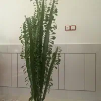 گل کاکتوس وگل دیفنباخیاهرعدد۷۵۰هزارتومان|گل و گیاه طبیعی|لردگان, |دیوار