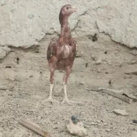 مرغ|حیوانات مزرعه|سراوان, |دیوار