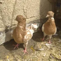 کبوتر بهبهانی