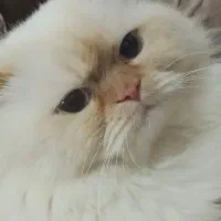 گربه پرشین اصیل