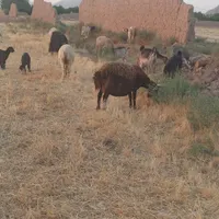 گوسفند و شیشگ بره|حیوانات مزرعه|اصفهان, شهرک صنعتی امیرکبیر|دیوار