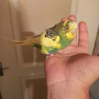 مرغ عشق دستی