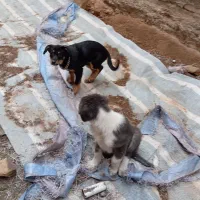 میکس دوبرمن و ژرمن ۱۰۰روزه|سگ|تهران, زعفرانیه|دیوار