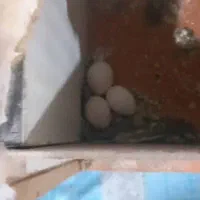 عروس هلندی|پرنده|خرمشهر, |دیوار