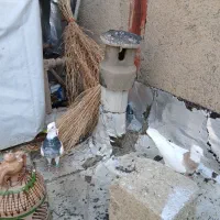 طوقی جفت و سهره نر