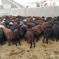 بره لاغری ای پرواری|حیوانات مزرعه|قم, باجک دو|دیوار