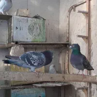 حراج انواع کبوتر  نـر و مـاده