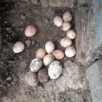 تخم نطفه دار بوقلمون و غاز