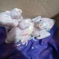 جوجه عروس سرلاکی