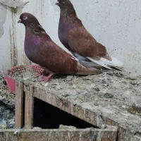 به تعداد کبوتر|پرنده|اردبیل, |دیوار