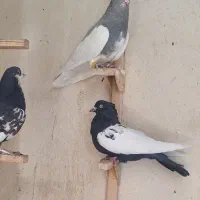 کفتر|پرنده|شیراز, مسلم|دیوار