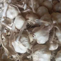 فروش سیر|عمده‌فروشی|همدان, |دیوار