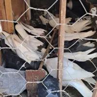 کبوتر|پرنده|خرمشهر, |دیوار