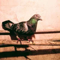 کبوتر|پرنده|تاتار علیا, |دیوار