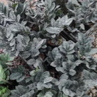 گل زامیفولیا زامفولیا زیر قیمت