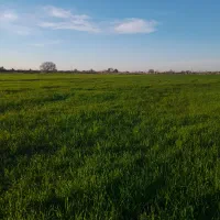 اجاره زمین ابی     نخود فرنگی باقلا.و سیب زمینی و|اجارهٔ دفتر صنعتی، کشاورزی، تجاری|فاضل آباد, |دیوار