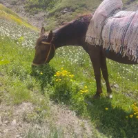 اسب|اسب و تجهیزات اسب‌سواری|کرج, باغستان|دیوار