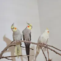 عروس هلندی|پرنده|گرمدره, |دیوار