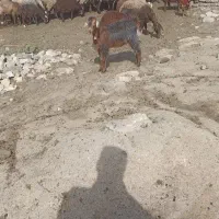 فروش بره نر ماده بزغاله