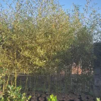 نی خیزران گلدونی ریشه پرس|گل و گیاه طبیعی|شیرود, |دیوار