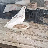 کبوتر نوک ریز و نوک قنار|پرنده|مبارکه, |دیوار