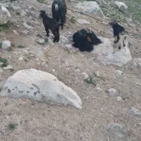 نیاز ب بز مدتی