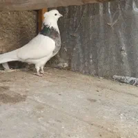 زاغ|پرنده|اصفهان, دارک|دیوار