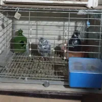 قفس یا جفتگاه