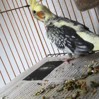 عروس هلندی