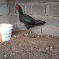 مرغ لاری افغان خالص|پرنده|رشتخوار, |دیوار