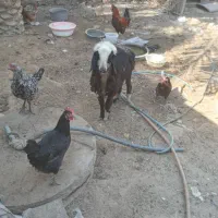 بره ماده|حیوانات مزرعه|آبپخش, |دیوار