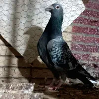 نر مگس آخرت|پرنده|زابل, |دیوار