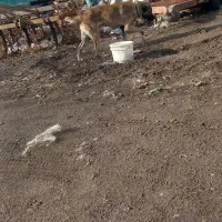 توله سرابی|سگ|هیر, |دیوار