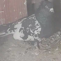 کفتر سرسیاه ساعتی پر|پرنده|کرمان, |دیوار