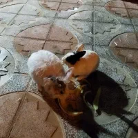 خرگوش