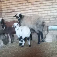 شیشک قوچ شال|حیوانات مزرعه|خمین, |دیوار