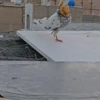 کفتر گم شده|حیوانات|بهارستان, |دیوار