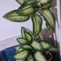 گل دیفن باخیا زیبا سر حال دو متر قد دارد