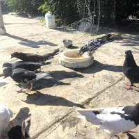 کبوتر ۱۲عددهمش فقط یک ملیون این قیمت تا پاین امروز|پرنده|دهدشت, |دیوار