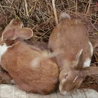 یک جفت خرگوش خانگی یک ساله