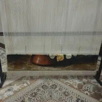 دار قالی