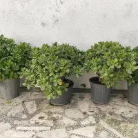 گلهای زیبا|گل و گیاه طبیعی|رشت, دیلمان|دیوار