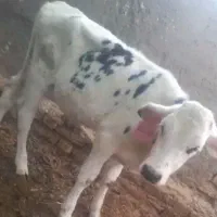 ۲تا گوساله ماده شیروازد