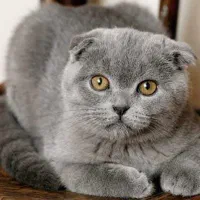 گربه ماده بالغ غیر عقیم
