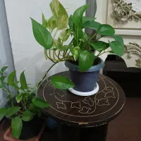 گل های پتوس