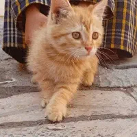 گربه عادتی خونگی|گربه|تربت جام, شهرک آزادگان|دیوار