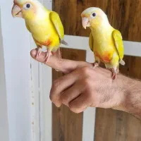 گرینچیک ،سانچیک،طوطی|پرنده|شیراز, شاپورجان|دیوار